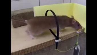 娱乐吃瓜酱吸管