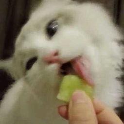 娱乐吃瓜猫捉鸟是真的吗,娱乐吃瓜猫捉鸟事件,真相究竟如何?