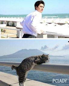 娱乐吃瓜小猫咪微博,揭秘娱乐圈幕后故事