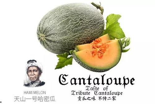 娱乐吃瓜喷子是谁的作品,网络红人的崛起与争议